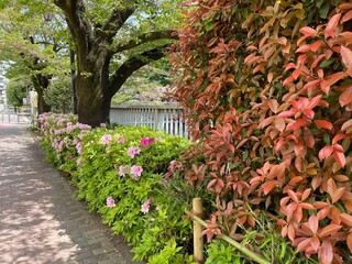 神田川4月：遊歩道の華やかな生垣 2025/4/17
