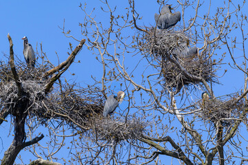 Great Blue Herons on Their Nests in a Rookery at Kensington Metropark, near Milford, Michigan.