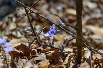 Round Lobed Hepatica Wildflowers at Seven Lakes State Park, near Holly, Michigan.