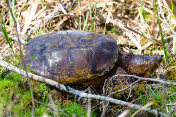 A Large Snapping Turtle at Kensington Metropark, near Milford, Michigan.