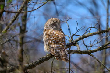 A Sleeping Barred Owl at Seven Lakes State Park, near Holly, Michigan.