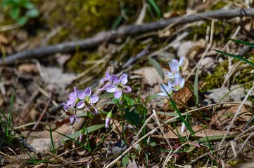 Fototapeta premium Spring Beauty Wildflowers at Seven Lake State Park, near Holly, Michigan.