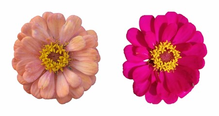 Two vibrant Zinnia elegans flowers in peach and hot pink, showcasing their detailed petals and yellow centers.