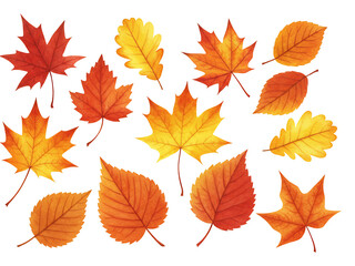 燃える紅葉 舞い散る秋葉 鮮やか色彩