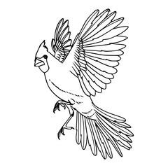 flying cardinal bird outline vector