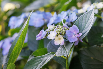 色が綺麗で可愛らしい紫陽花の花