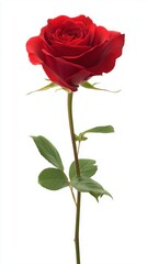 single red rose