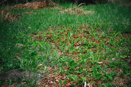 autumn leaves on grass