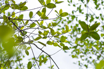 Terminalia ivorensis A Chev, Black afara or COMBRETACEAE and sky background
