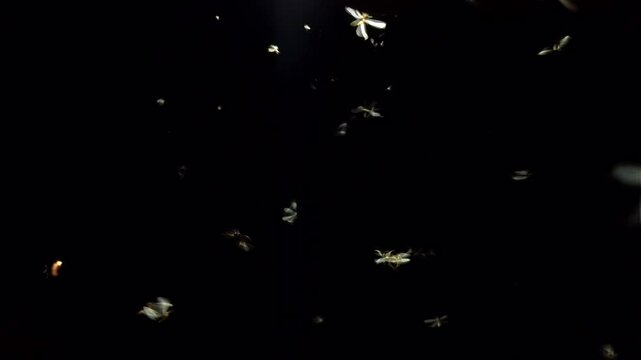 Creepy swarm of flying insects and glowing yellow fireflies near an LED light create a haunting overlay against the dark night&mdash;perfect for real insect wildlife scenes or spooky Halloween backgrounds. 