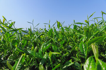 Fototapeta premium Green tea shoots grow in spring mountains