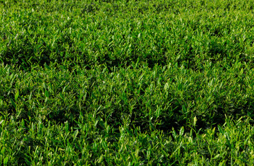 Green tea shoots grow in spring mountains