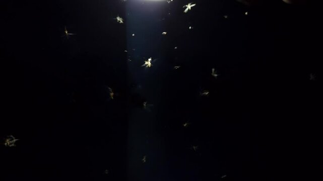 Creepy swarm of flying insects and glowing yellow fireflies near an LED light create a haunting overlay against the dark night&mdash;perfect for real insect wildlife scenes or spooky Halloween backgrounds. 