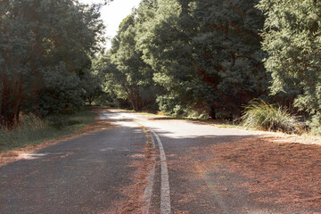 road in autumn