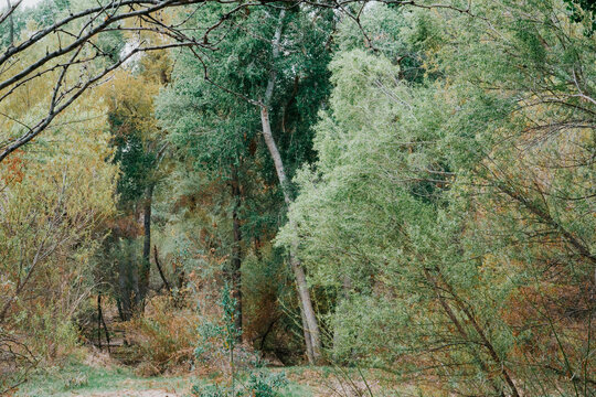 forest in autumn