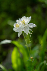 Wildflowers in Bloom Across Majestic Mountain Landscape on a Summer Day