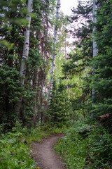 Wildflowers in Bloom Across Majestic Mountain Landscape on a Summer Day
