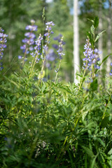 Wildflowers in Bloom Across Majestic Mountain Landscape on a Summer Day