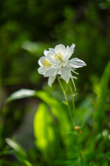 Wildflowers in Bloom Across Majestic Mountain Landscape on a Summer Day