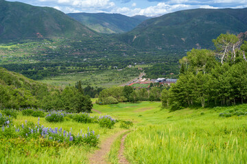 Wooded Mountain Path with Evergreens and Wildflowers – Serene Nature Escape