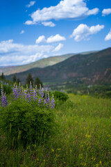 Wooded Mountain Path with Evergreens and Wildflowers – Serene Nature Escape