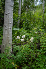 Wooded Mountain Path with Evergreens and Wildflowers – Serene Nature Escape