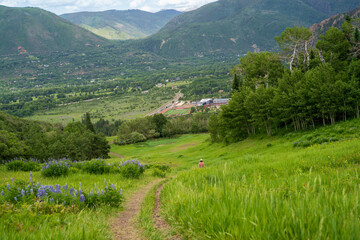 Wooded Mountain Path with Evergreens and Wildflowers – Serene Nature Escape