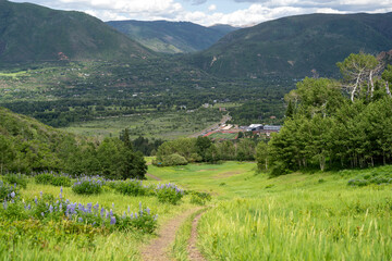 Wooded Mountain Path with Evergreens and Wildflowers – Serene Nature Escape