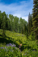 Wooded Mountain Path with Evergreens and Wildflowers – Serene Nature Escape