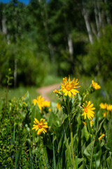 Wooded Mountain Path with Evergreens and Wildflowers – Serene Nature Escape