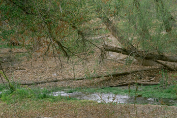 forest creek