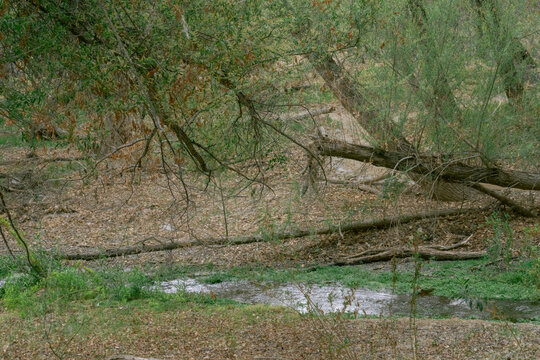 forest creek