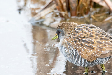 Australian spotted crake