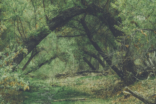 forest archways