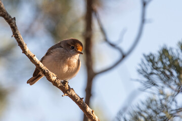 Red-capped robin