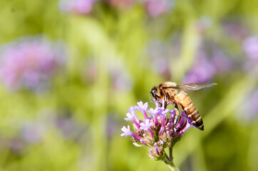 bee on pink flower
