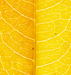 Details of yellow leaves.