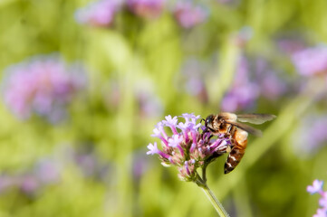 bee on flower