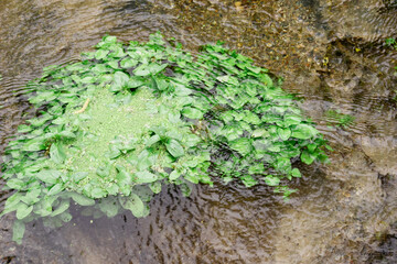 forest creek plants