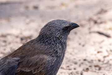 Apostlebird
