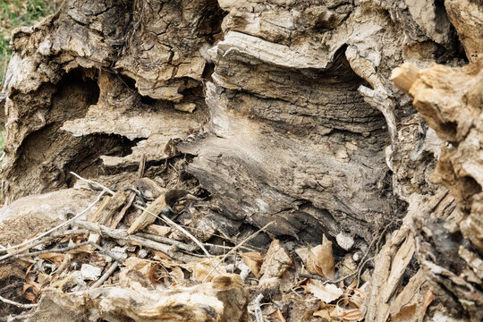 close up of a tree bark