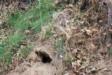 snake hole in the park