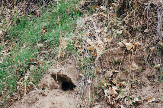 snake hole in the park