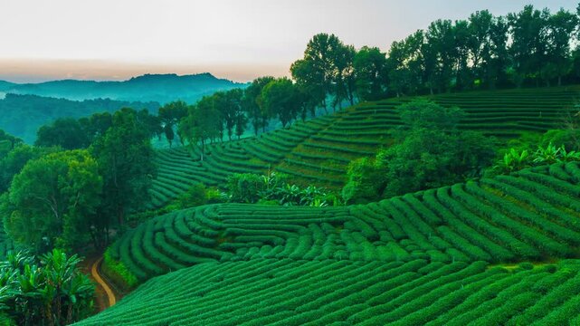 Time lapse of 101 tea plantation in bright day on sunrise background, tourist attraction at Doi Mae Salong Mae Fah Luang Chiang Rai province in thailand.