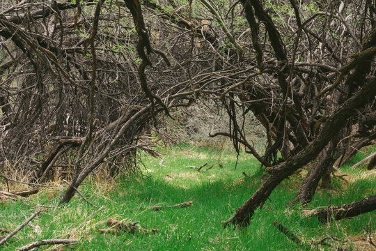 tree arch in the woods