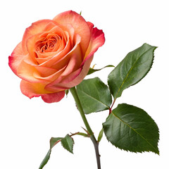 rose flower on white isolated background