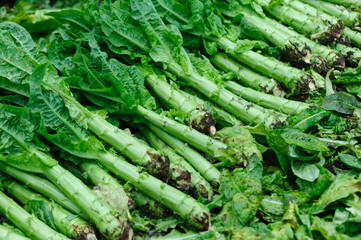 Harvest green stem lettuce crops in the field