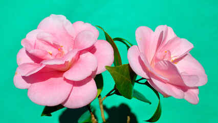 Beautiful pink camellias in the sunlight of the garden.
