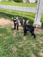 Baby African Pigmy goats, 2 days old