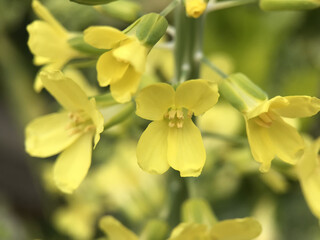 4月のハボタンの花 2025/4/11